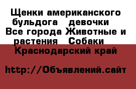 Щенки американского бульдога ( девочки) - Все города Животные и растения » Собаки   . Краснодарский край